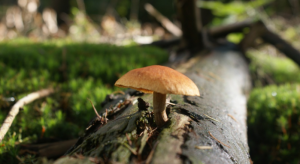 magic mushroom