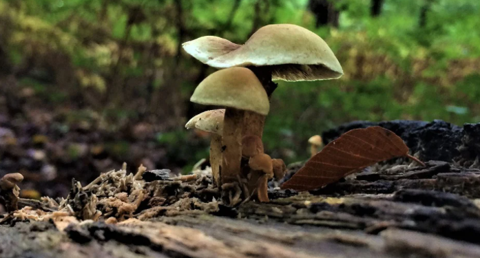 magic mushroom
