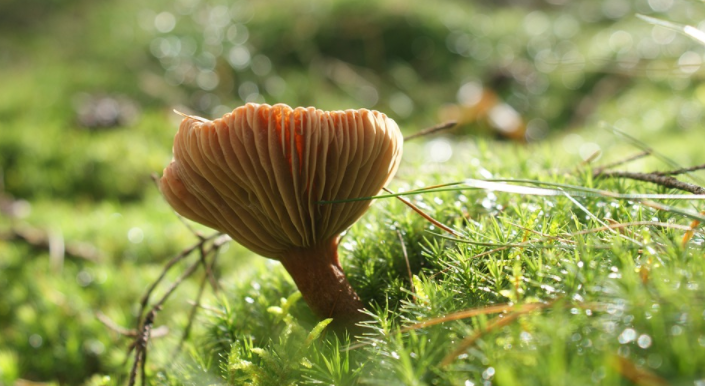 Magic mushroom