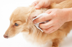 dog ear care