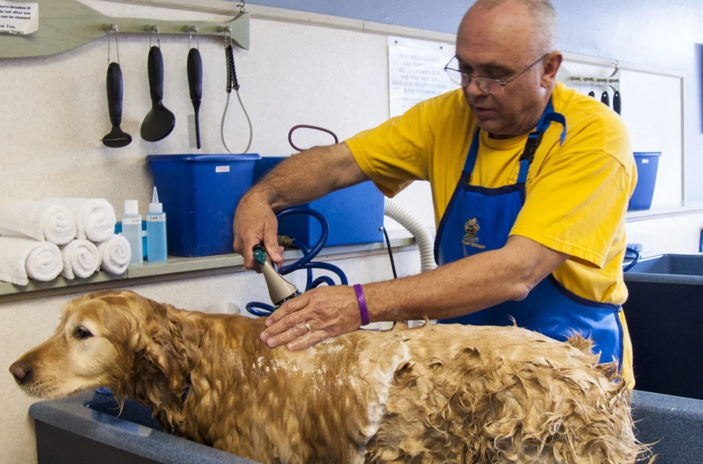 dog grooming