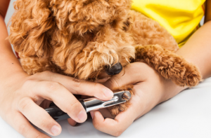 dog nail care