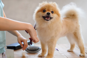 dog fur care